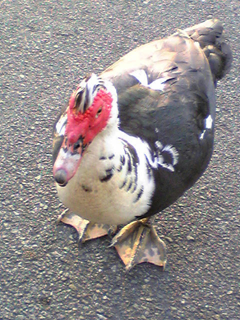 Image012.jpg