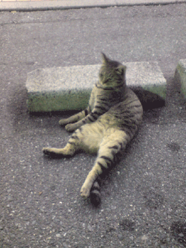 DSC02387.gif