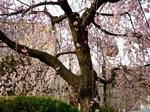 P1020215.JPG
