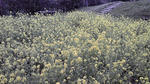2010041817150000.jpg