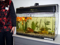 金魚突進！