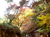紅葉