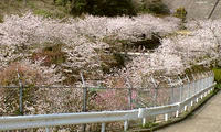 西山高部水源地