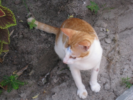 Lipe　island cat2