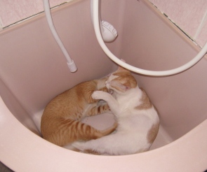 じゃれあう