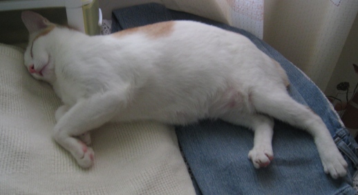 今日も元気にお昼寝?