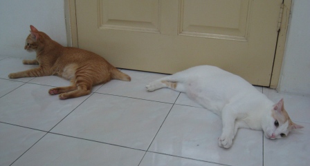 Kopi（コピー）とMilky（ミルキー）