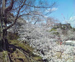姫路城の桜