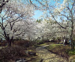 姫路城の桜並木
