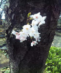 姫路城の桜の幹に咲いた花びら
