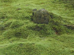 DSCN4131-1.jpg