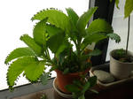 P1020182.JPG