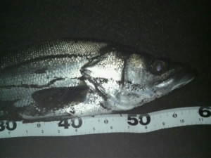 blog2009020720500001.JPG