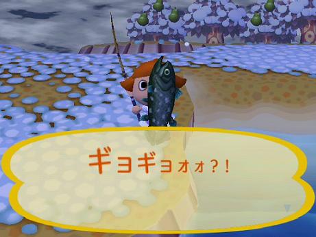 まさかのシーラカンス