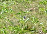 3_11bv08944.jpg