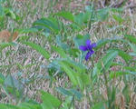 5_11bv_8554.jpg