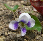 2_4gv0575.jpg