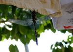 6_9_10gi4819.jpg