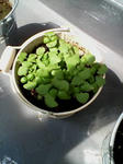 F1000084.jpg