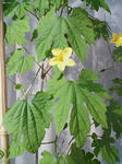 20080802161126.jpg
