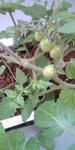 20090523073838.jpg
