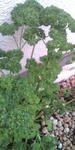 20090523074029.jpg