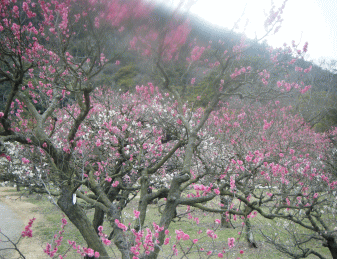2009021703.gif