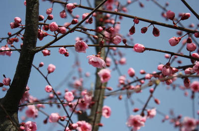 ume1.jpg
