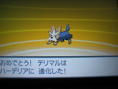 テリマル