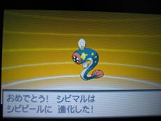 シビマル