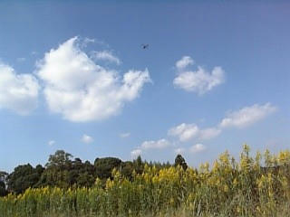空と緑の写真