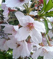 今年の桜-2