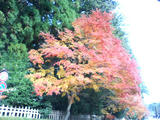 世界遺産 霊場 高野山 紅葉 World heritage Holy place KOYASAN autumnal leaves 開創1200年 