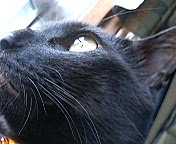 アニマル,動物,ねこ,猫,CAT,営業部長,Kuw坊,シルバー,アクセサリー,セレクトショップ 