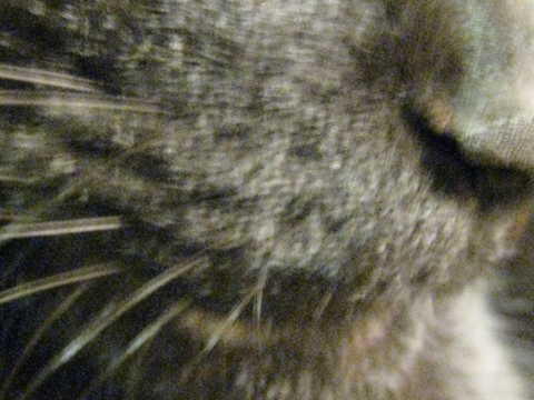 ねこ,猫,ネコ,猫の日,ニーニー,黒猫,kuw坊,営業部長,kuma's room,専属モデル,Mondo,モンド,ONLINE SHOP,大阪,通販 