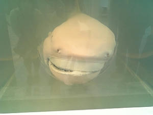 ef8bb692jpeg
