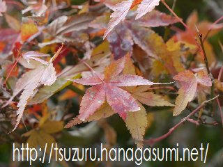 紅葉