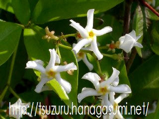 白い花