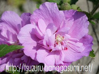 ピンクの花
