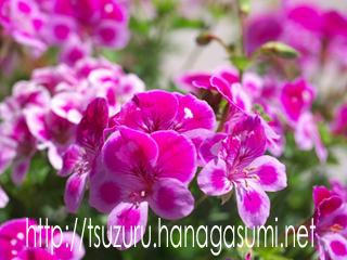 ピンクの花