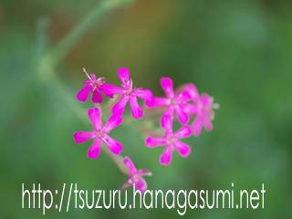 ムシトリナデシコ