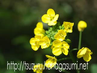 ナノハナ