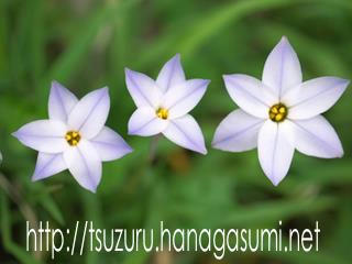 ハナニラ