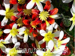 19/04/13 スパラキシス