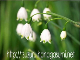 20/03/14 スズランズイセン