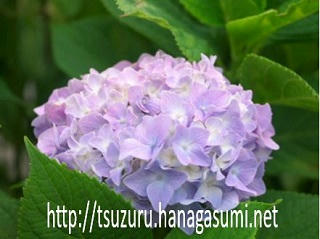 21/05/25　アジサイ