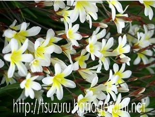 22/04/12 スパラキシス