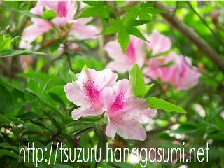 22/04/13 ツツジ