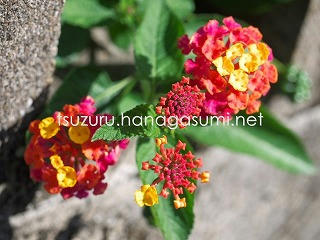23/10/21 ランタナ