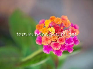 23/10/24 ランタナ